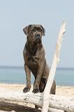 CANE CORSO 233